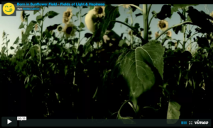 Born in Sunflower field